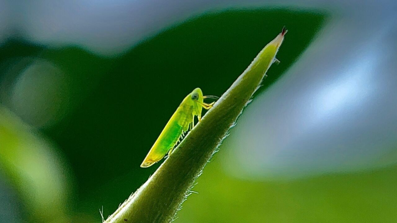 茶缘巧合:从事故到故事,紫金蝉茶的奇幻旅程