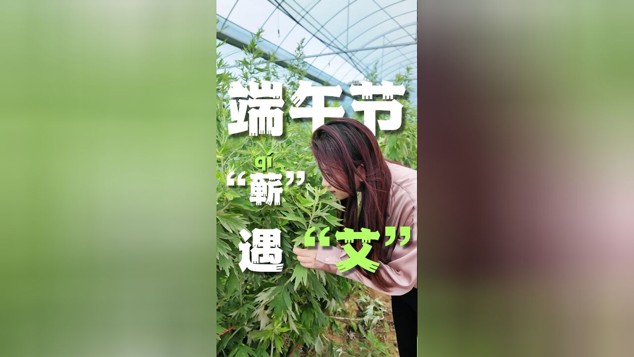 秀我中国|挂艾条、做艾灸……端午节,在湖北蕲春遇见“艾”!