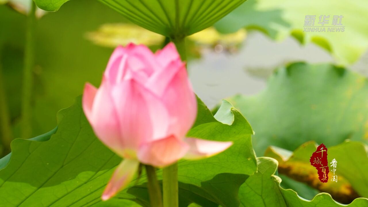 千城百县看中国ⷮŠ芒种|仲夏自此始 田间农事忙