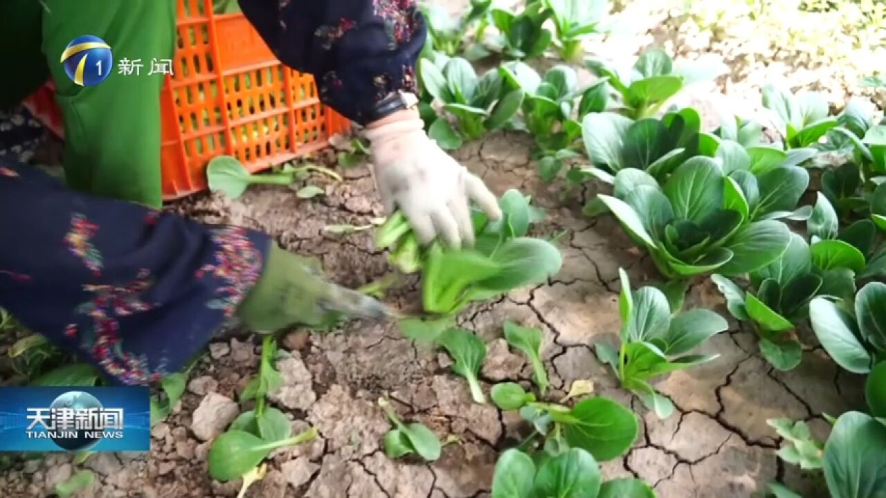 芒种忙种 油菜开始夏播