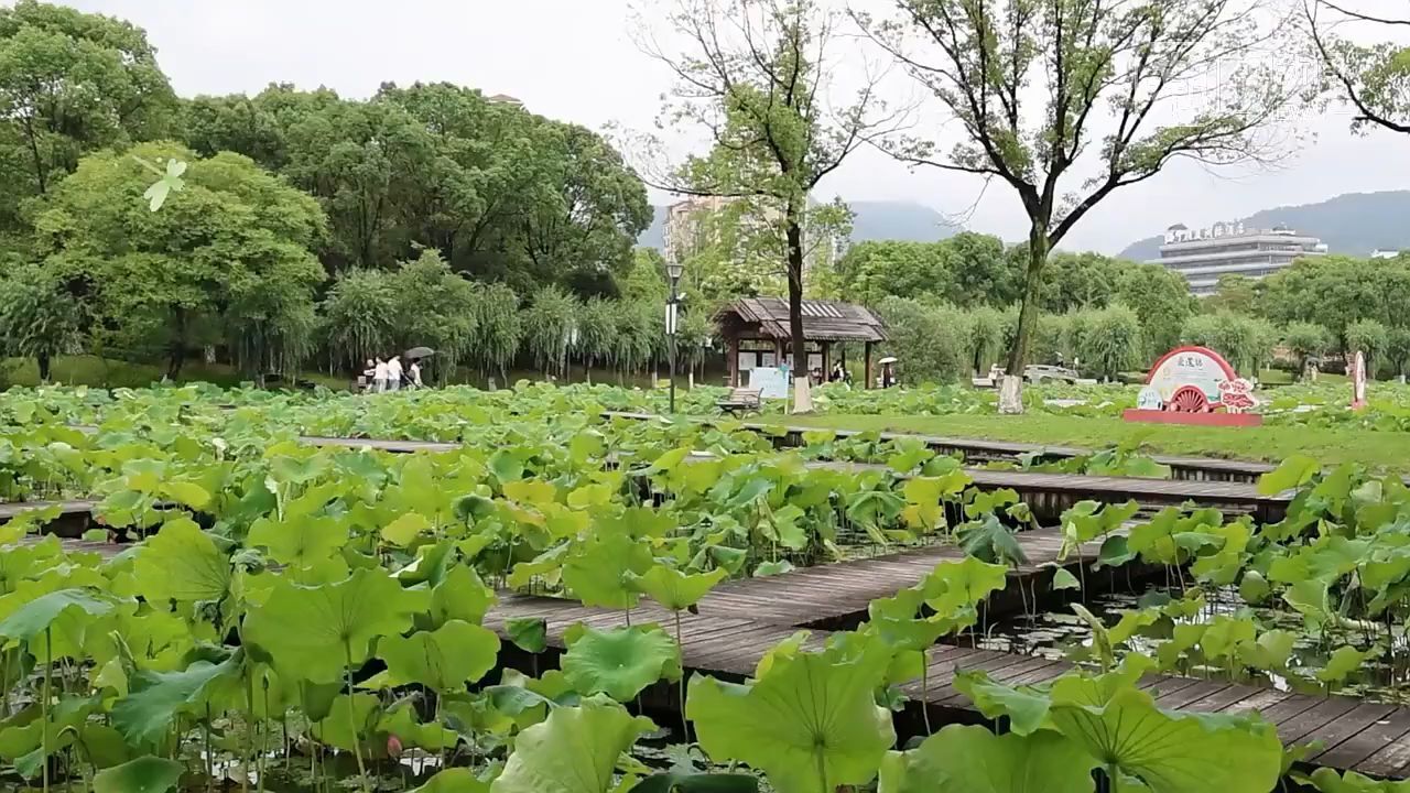 一场夏雨过后,新荷绽放竞芳菲