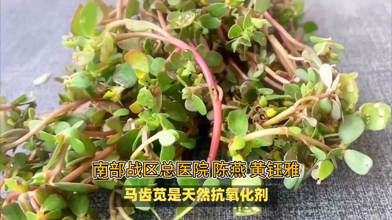 马齿苋:天然抗氧化剂,预防心血管疾病有奇效