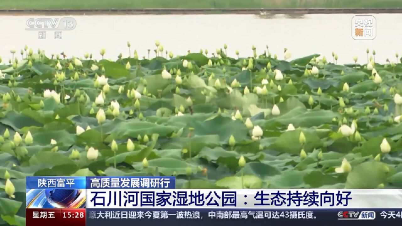 高质量发展调研行 | 陕西富平 石川河国家湿地公园:生态持续向好