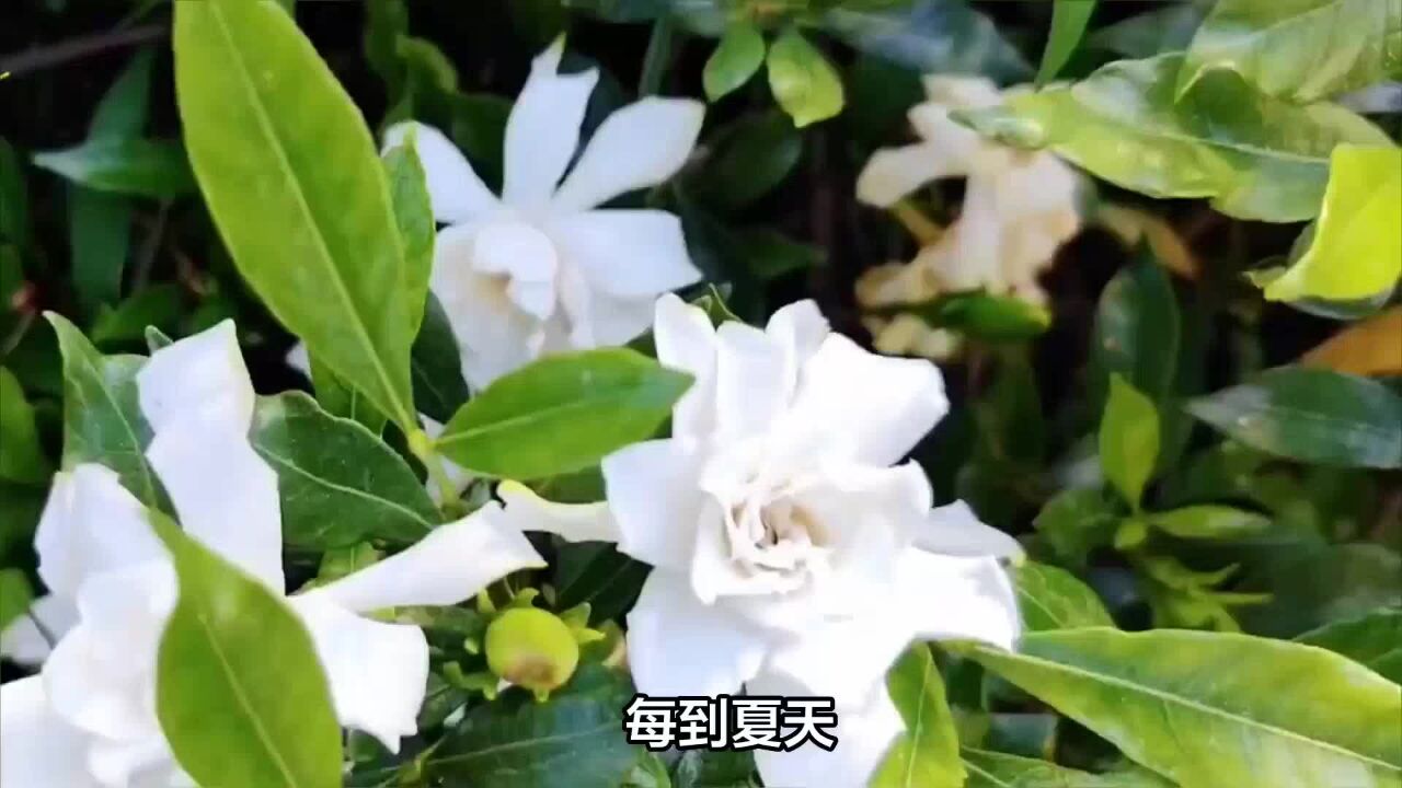 新茶饮带火栀子花,其收购价涨到40元一斤?