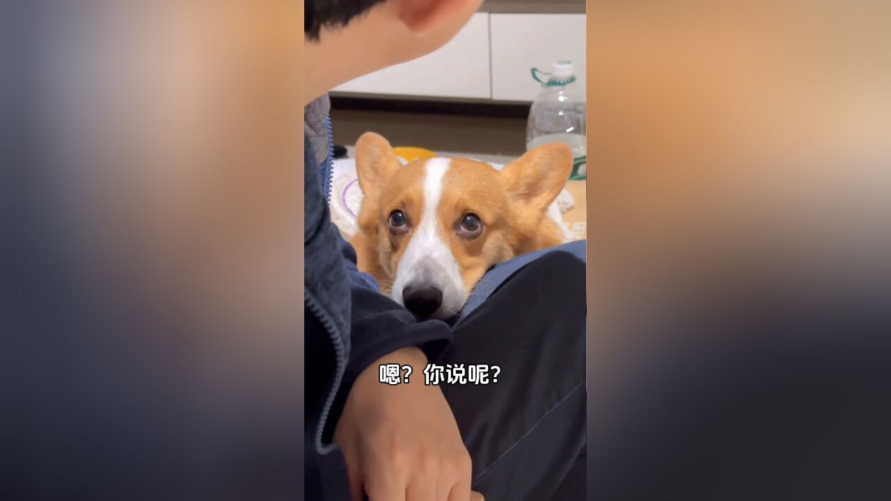 狗有几副嘴脸?