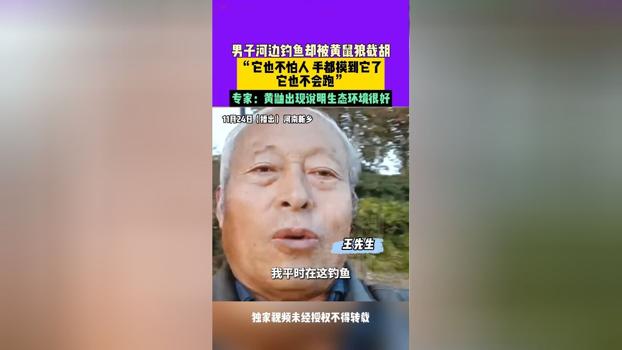 11月24日播出,河南新乡,男子河边钓鱼却被黄鼠狼截胡 ,“它也不怕人,手都摸到它了,它也不会跑”,专家:黄鼬出现说明生态环境很好