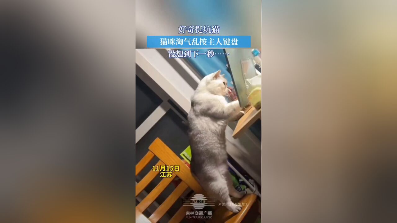 猫咪淘气乱按主人键盘,没想到下一秒……