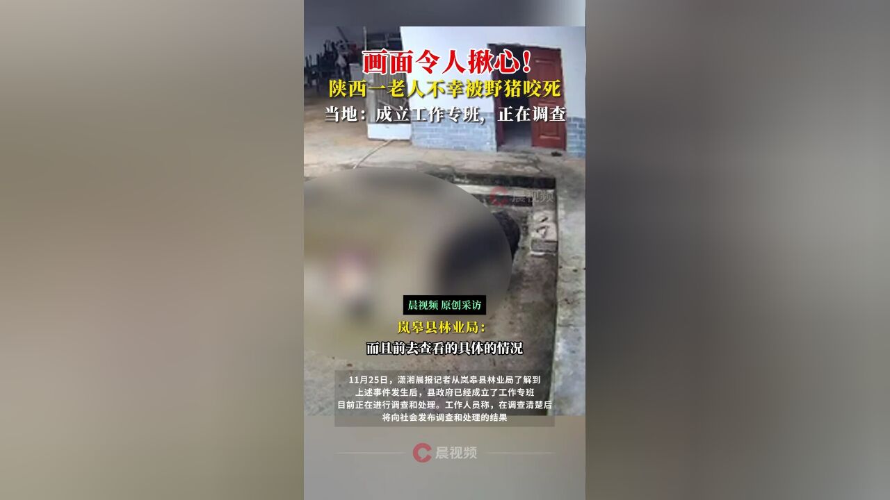 画面令人揪心!陕西一老人不幸被野猪咬死,当地:成立工作专班,正在调查