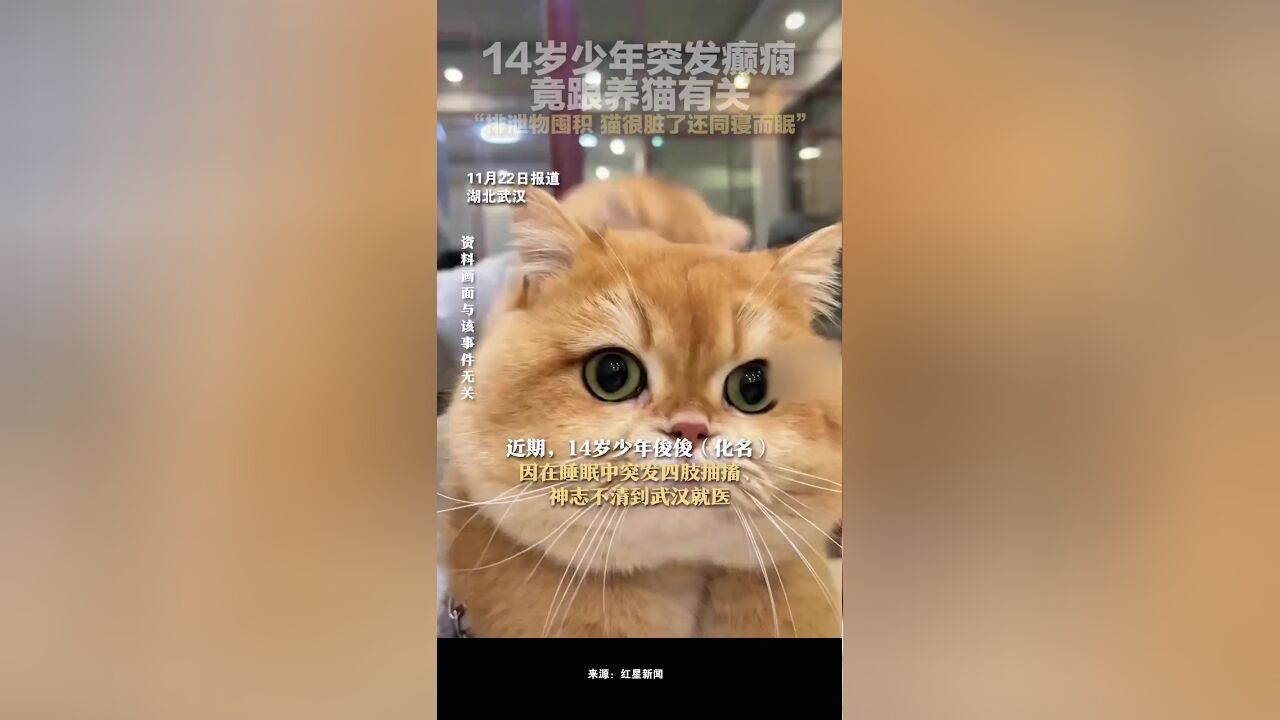 14岁少年突发癫痫,竟跟养猫有关,“排泄物囤积,猫很脏了还同寝而眠”