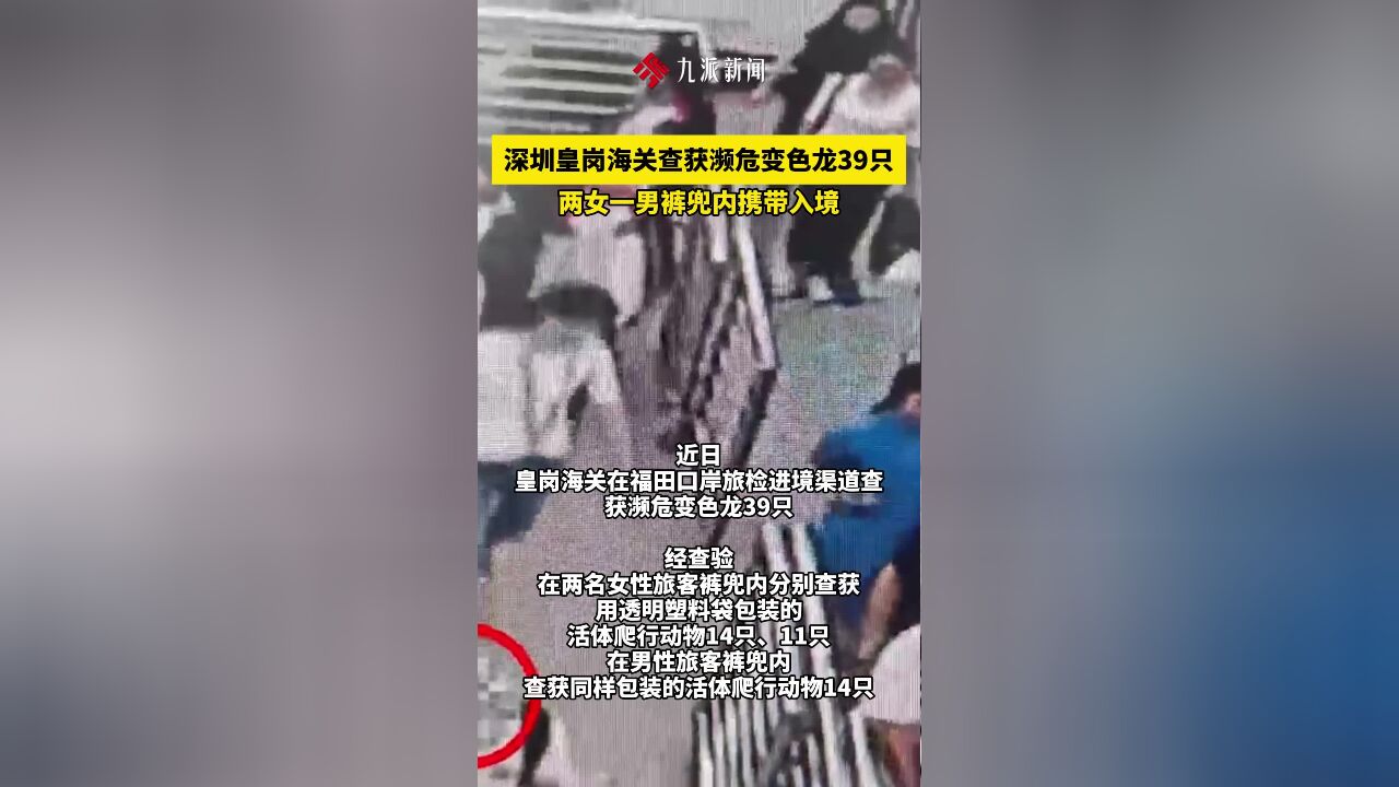 2女1男入境时裤兜鼓鼓囊囊,海关人员察觉异常,一查发现藏着39只变色龙