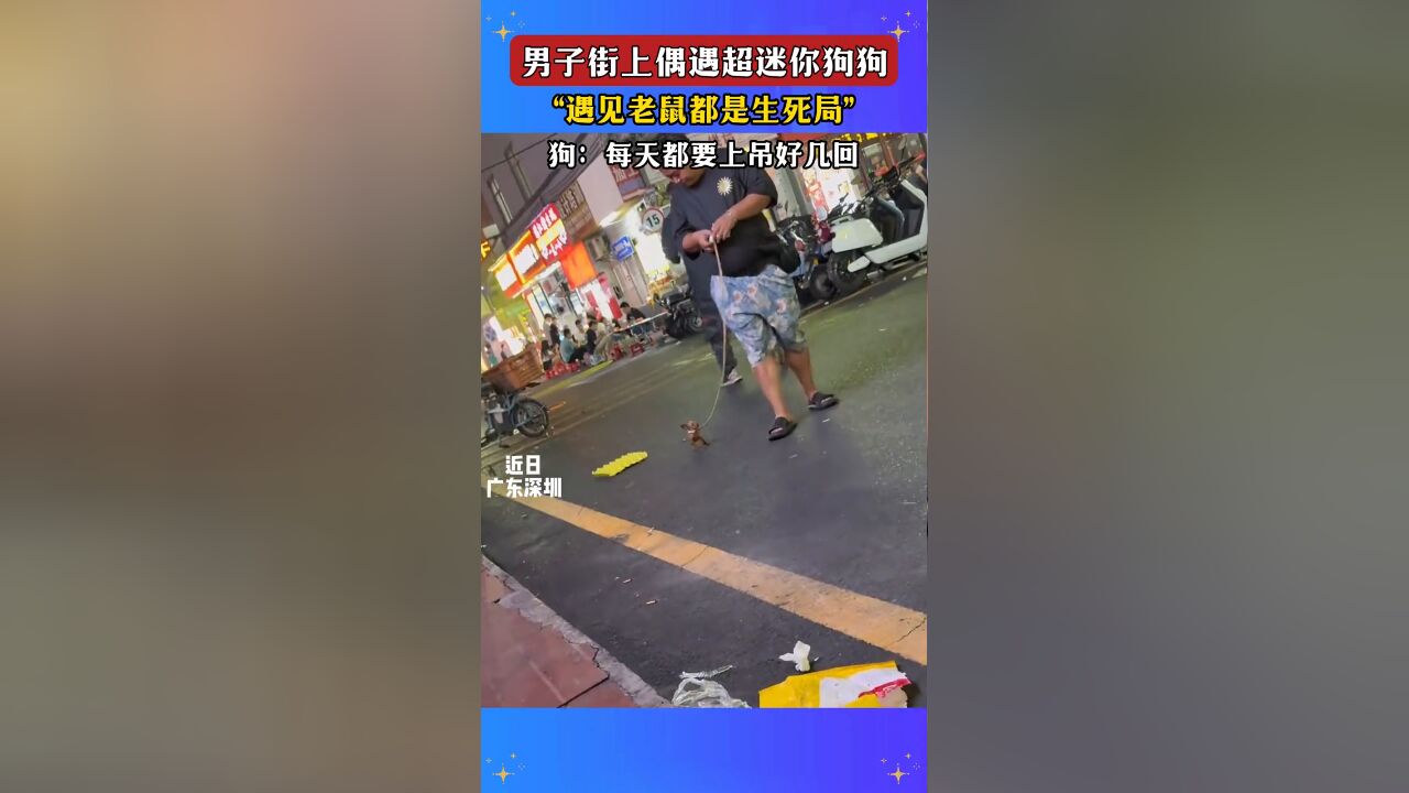 男子街上偶遇超迷你狗狗,“遇见老鼠都是生死局”