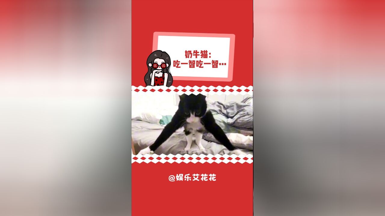 怎么时隔一年这奶牛猫还是这么傻啊哈哈哈