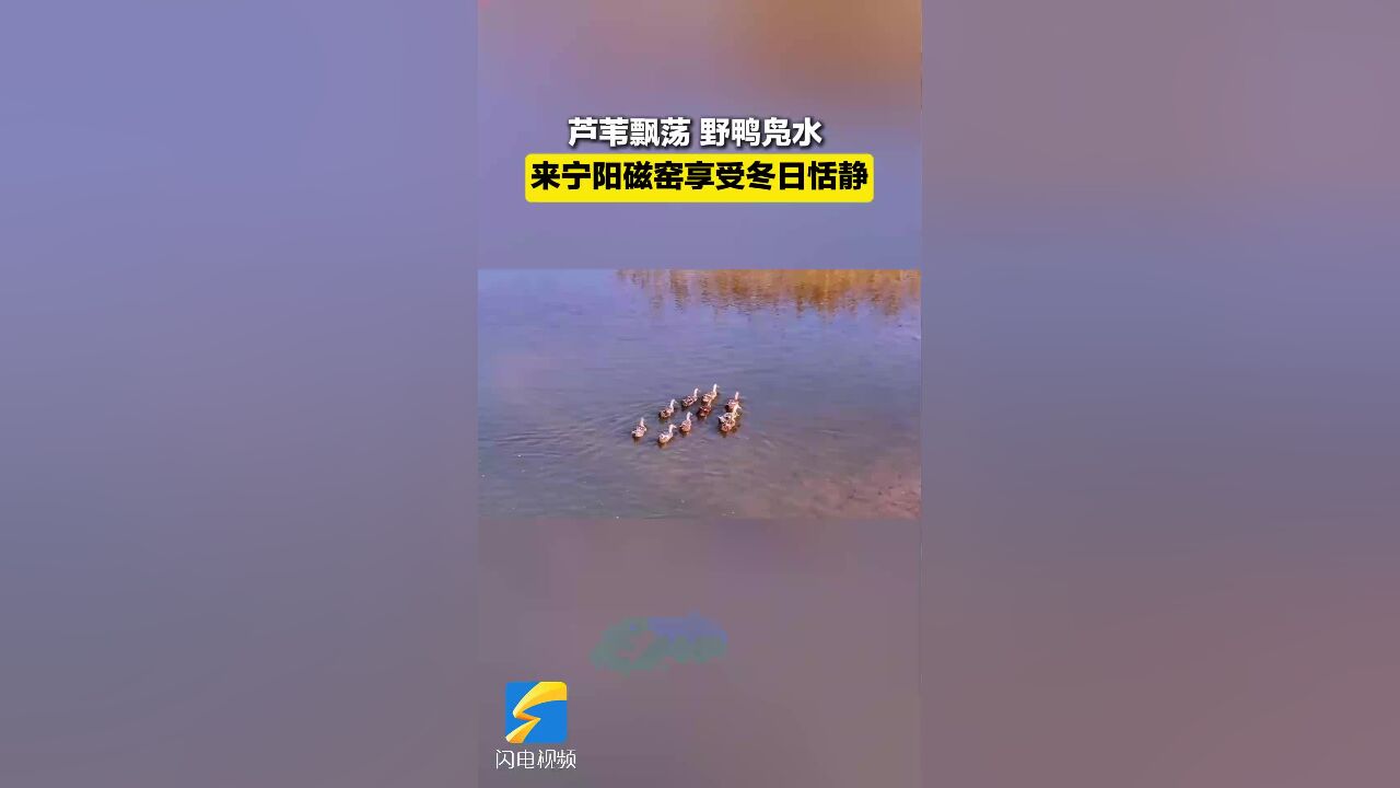 芦苇飘荡野鸭凫水 来宁阳磁窑享受冬日恬静