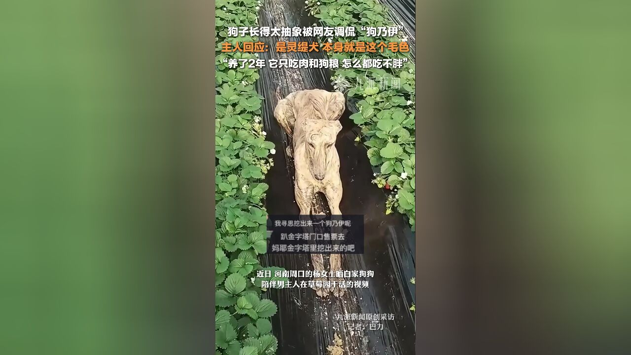 主人回应狗子长得太抽象被调侃狗乃伊 :是灵缇犬,本身就是这个毛色,怎么都吃不胖