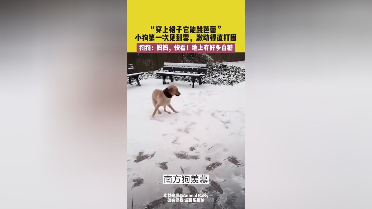 狗狗第一次见到雪,激动得直打圈,网友:穿上裙子它能跳芭蕾