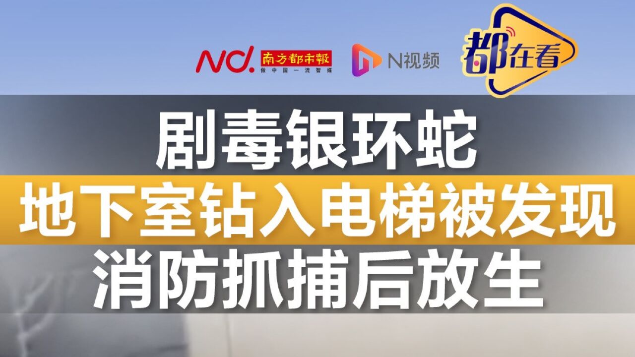 剧毒银环蛇地下室钻入电梯上楼被发现 消防员抓捕后放生