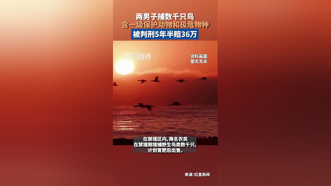 两男子捕数千只鸟,含一级保护动物极危物种被判刑5年半赔36万