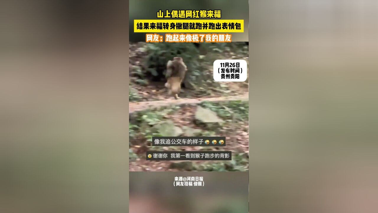 山上偶遇网红猴来福 结果来福转身撒腿就跑还跑出表情包