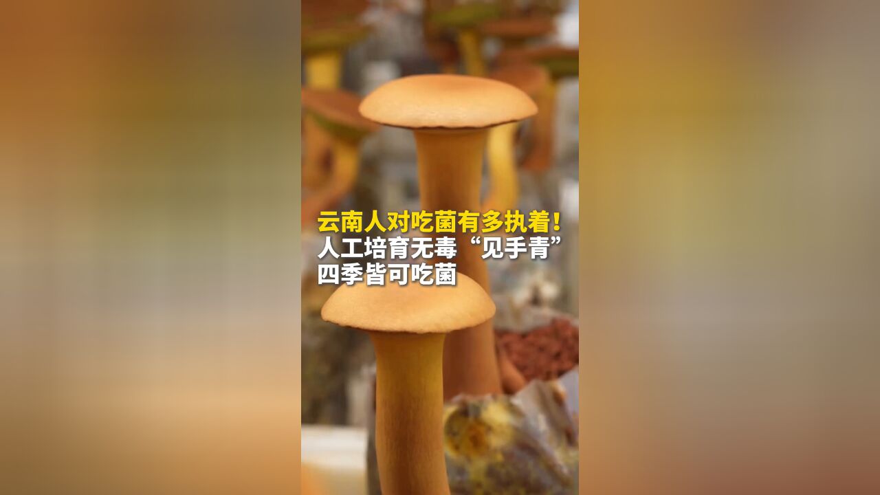 云南人对吃菌有多执着!人工培育无毒“见手青” 四季皆可吃菌