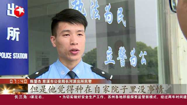 宁波:社交APP晒罂粟花照片 29株罂粟已全部铲除