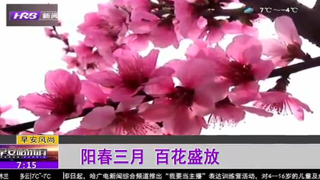 阳春三月 百花盛放