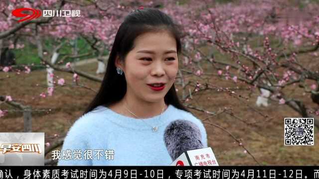 赏花正当时 西充古楼:万树桃花映小楼