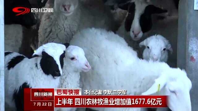 上半年 四川农林牧渔业增加值1677.6亿元