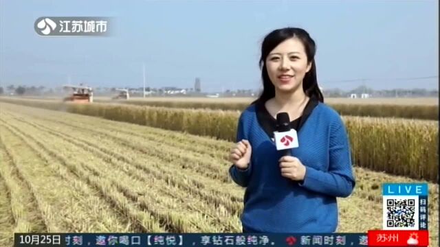 洪泽岔河稻香鸭先知 塑造“荔粒香”大米新品牌