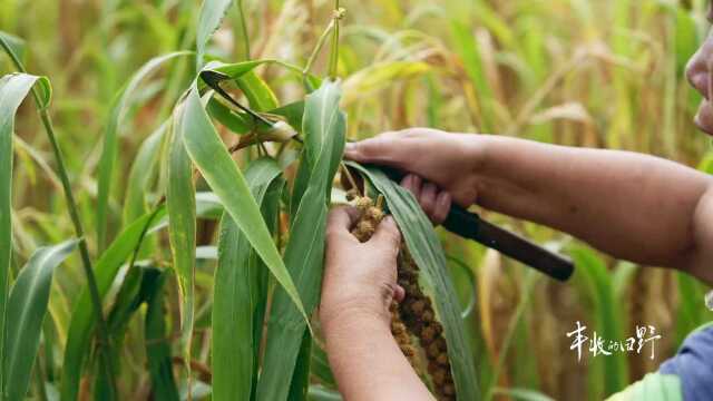 收小米有多少道工序?感叹粮食来之不易!