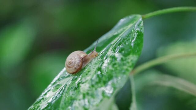 因雨林而生,伴雨林而存