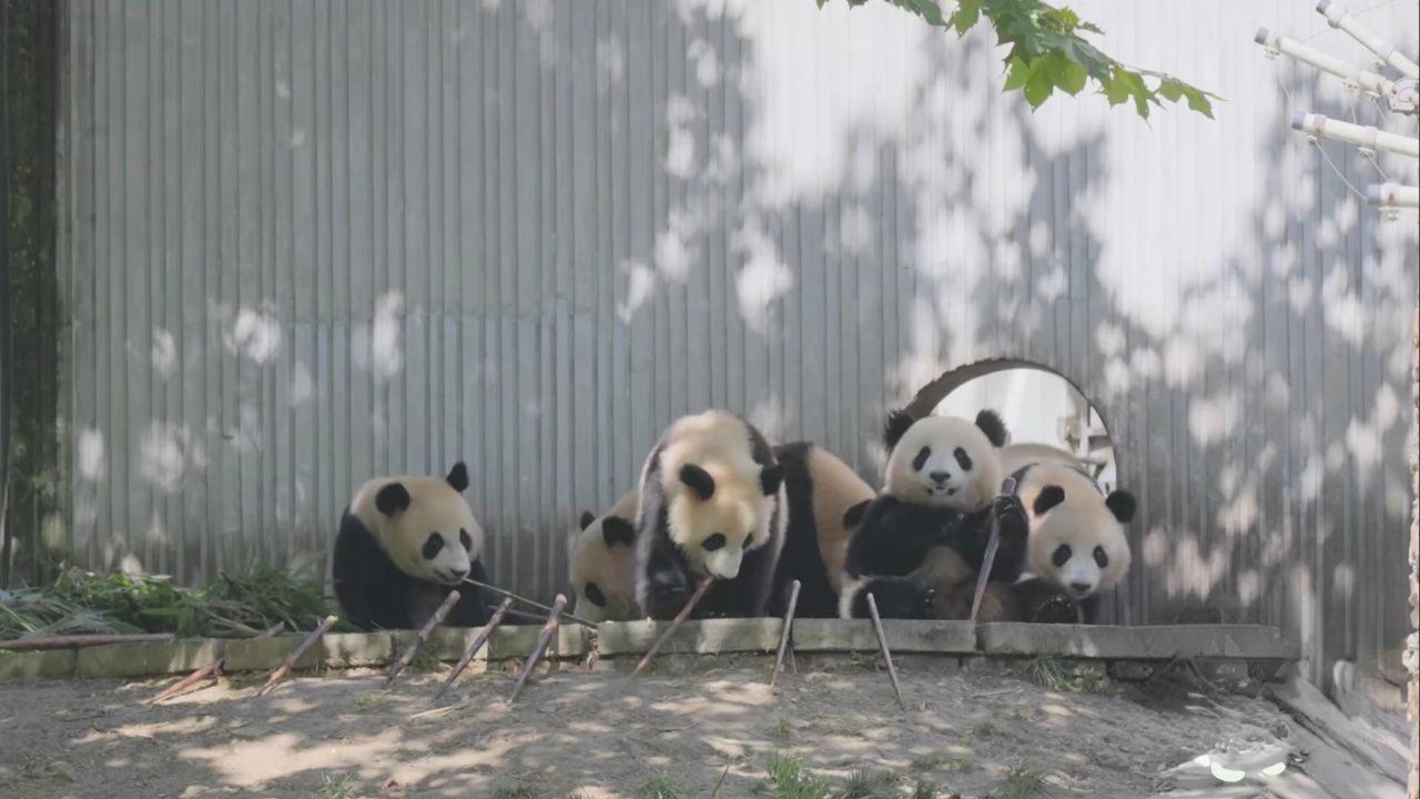 成长吧!大熊猫丨熊猫基地好热闹!一起云养大熊猫