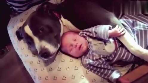 小宝谁在狗狗怀里，这保姆很称职，给个赞你！