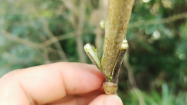 果树嫁接经常使用的方法,操作简单,实用性强,成活率高