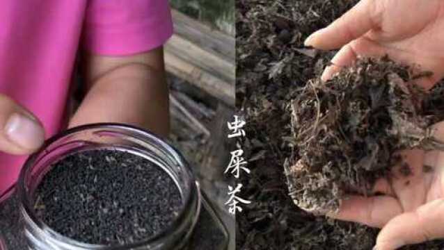 茶界猫屎咖啡了解一下!价格堪比黄金的“虫屎茶”,你想喝么?