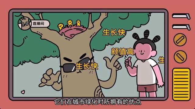 树大招风?抗击台风应该种什么绿化树木?