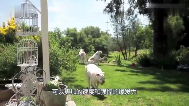 美国斗牛犬,世界各种犬类中的健美先生