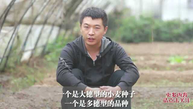 什么样的小麦种子能高产?看完终于知道怎么选了