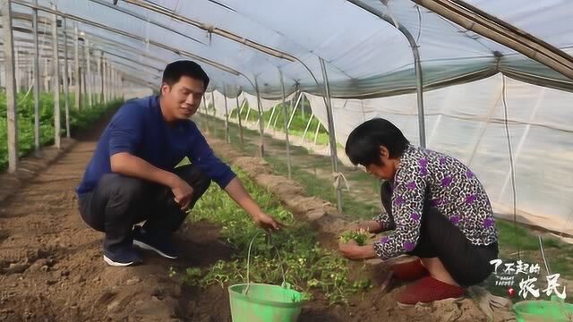 实拍芹菜种植现场,原来种植芹菜比较讲究,你种对了吗?