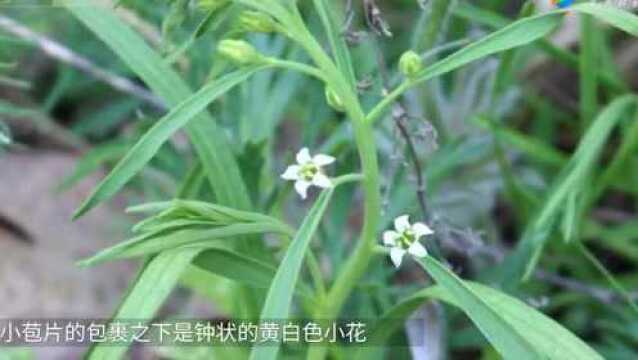 农村称它“九仙草”,老家用它蒸鸡蛋去暑降血糖,你吃过吗?