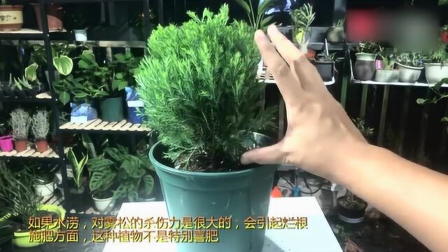 雾松养护方案,松树类植物都适用的技巧