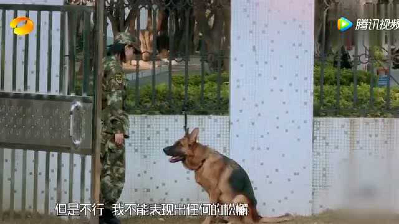 奇兵神犬艾勒薇斯不听话张馨予操透了心