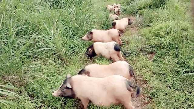 兴国县留龙村荣冠种养合作社巴马香猪养殖示范基地