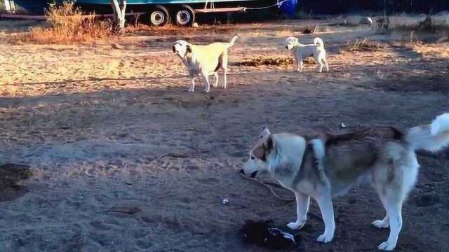 三狗在野外大战孤狼,镜头拍下精彩全过程,网友:厉害了我的哈!