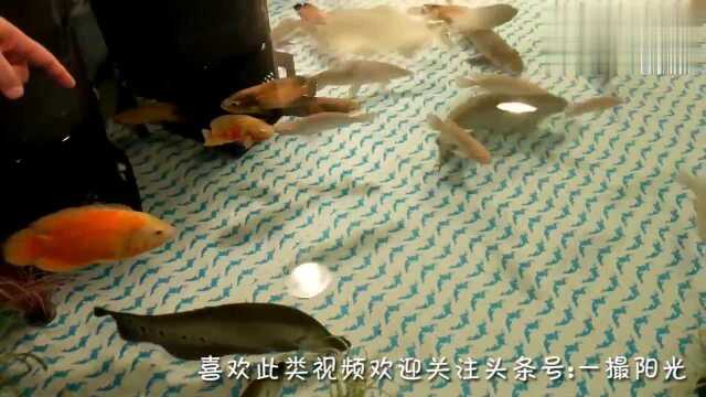 室内大鱼池,各种大型观赏鱼