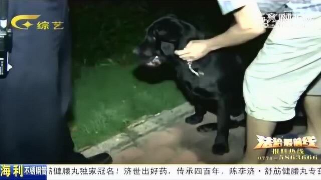 恶犬伤人事件频发,“狗患”该如何整治?