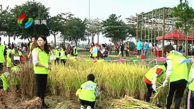 市民丹灶“割禾” 乐享传统农耕文化