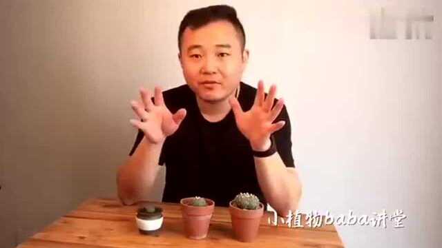 仙人掌科星球属的多肉植物星兜,想玩转它,那习性一定要了解