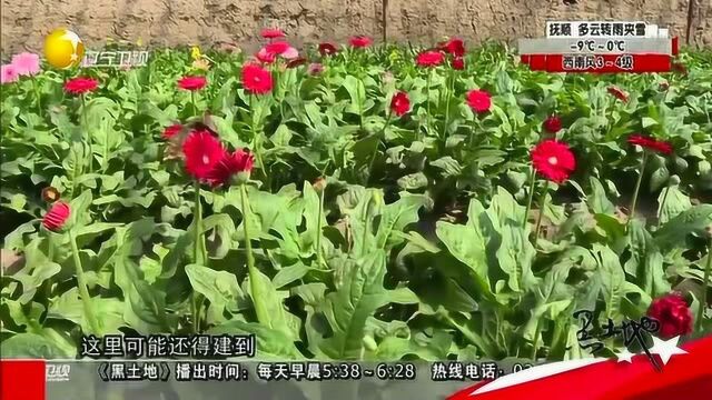 锦州义县七里河:贫困村成东北最大非洲菊基地