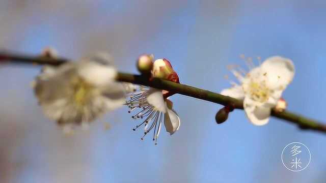 饶平汤溪赏梅花