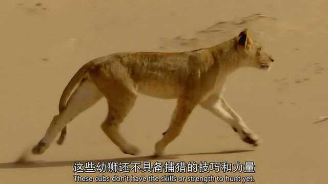 纪录片《大猫》:探索生活在古老沙漠中的狮子